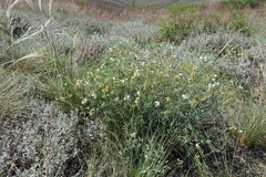 Vicia costata