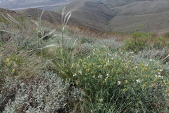 Vicia costata