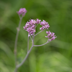 Adenostyles alliariae