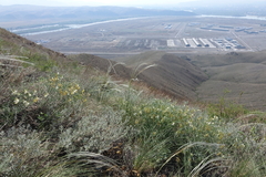 Vicia costata
