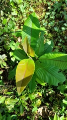 Miconia impetiolaris