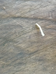 Blaniulus guttulatus