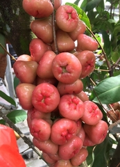 Syzygium