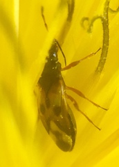 Anthocoris