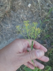 Lepidium draba
