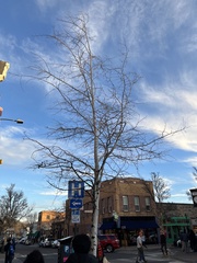 Populus tremuloides