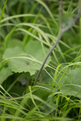 Adenostyles alliariae