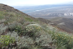 Vicia costata