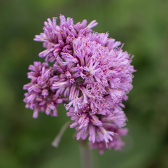 Adenostyles alliariae