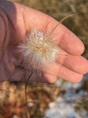 Eriophorum virginicum