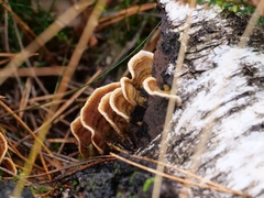 Trametes ochracea