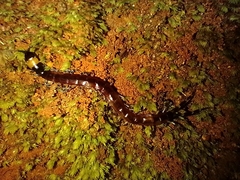 Scolopendridae