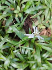 Rhynchospora colorata