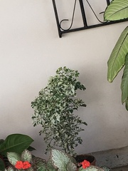 Polyscias guilfoylei