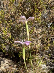 Dianthus albens