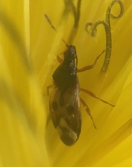 Anthocoris