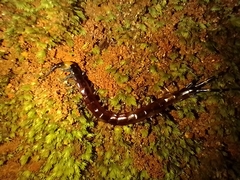 Scolopendridae