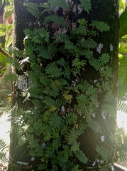 Pleopeltis polypodioides