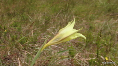 Gladiolus longicollis longicollis