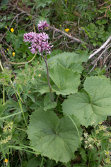 Adenostyles alliariae