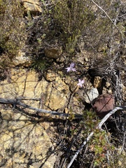 Dianthus albens