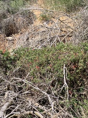 Eccremocarpus scaber