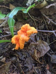 Cantharellus flavus
