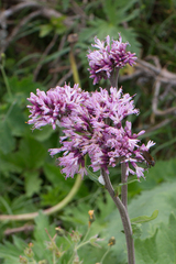 Adenostyles alliariae