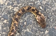 Leptodeira rhombifera