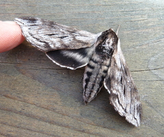 Sphinx poecila