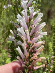 Erica perspicua