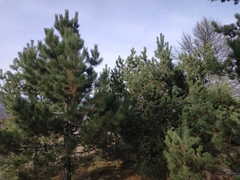 Pinus nigra pallasiana