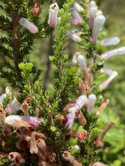 Erica perspicua