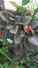 Episcia cupreata