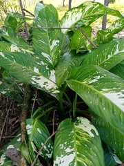 Dieffenbachia