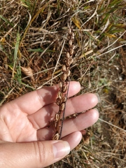 Odontites vulgaris