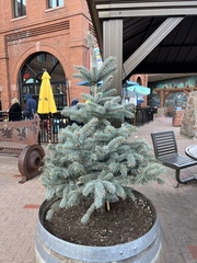 Picea pungens