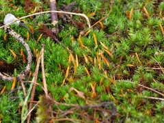 Polytrichum juniperinum