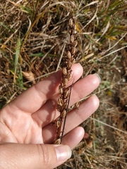 Odontites vulgaris