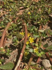 Portulaca oleracea