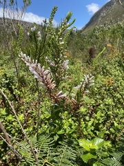 Erica perspicua