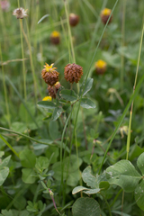 Trifolium badium