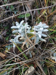 Cerastium biebersteinii