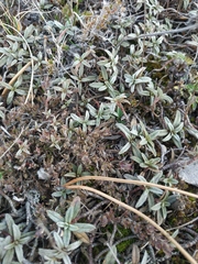 Helianthemum