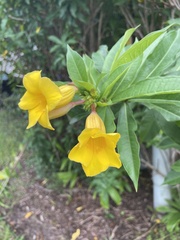 Allamanda cathartica