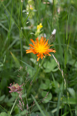 Crepis aurea