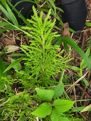 Selaginella delicatula