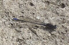 Argia fumipennis