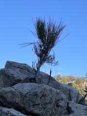 Ephedra viridis