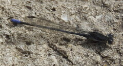 Argia fumipennis
